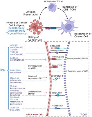 Immune checkpoint inhibitors in cervical cancer: Current status and research progress